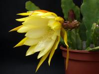 Thumbnail of 1872_Epicactus Hybride gelb_20140619_02(1).jpg